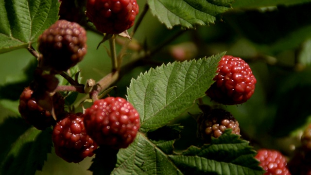 成熟的黑莓视频素材