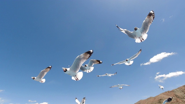 中国西藏班公湖的黑头鸥视频素材