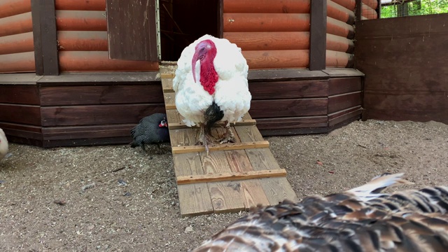一只白色的宽胸火鸡站在小屋旁边的木平台上。视频下载