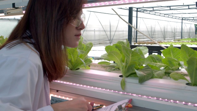 亚洲妇女植物学家检查生菜或绿色植物的状况，并检查水的ph值。4 k慢动作。视频下载