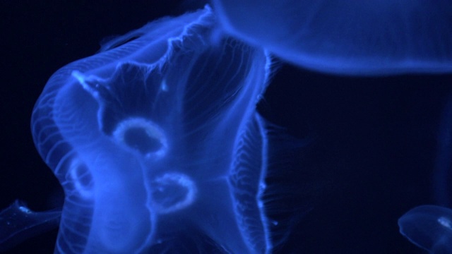 水族箱中的淡紫色刺水母(夜光海蜇)视频下载