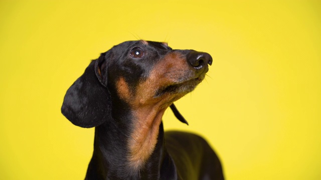 一个腊肠犬正面的特写在一个黄色的背景上，看着摄像机和侧面视频素材