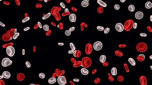 在白色背景下分离的红细胞视频下载