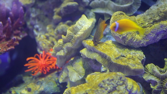 特写水中的水生鱼类动物世界视频素材