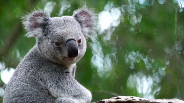 澳大利亚可爱的昏昏欲睡的考拉熊视频下载
