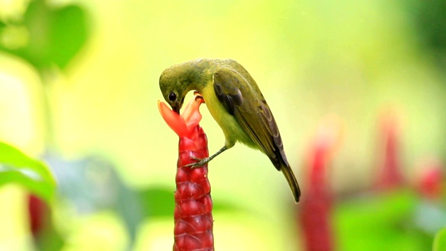 太阳鸟的肖像，鸟正在吃香蕉花的花蜜视频下载