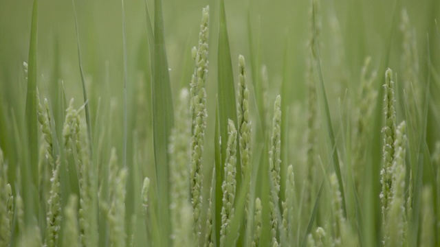 日本，水稻种植视频下载