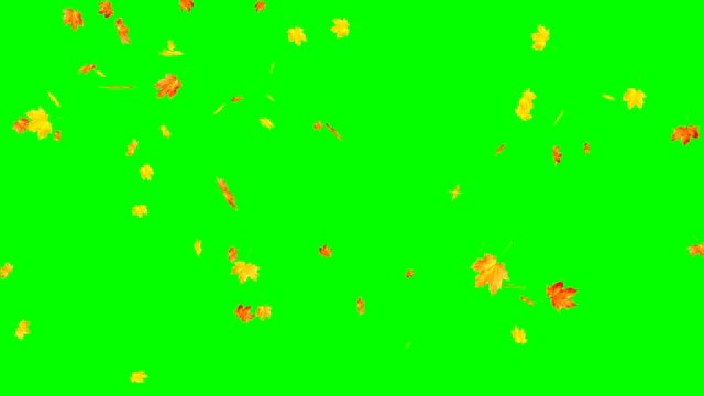枫叶秋叶落在绿色的背景上。视频素材