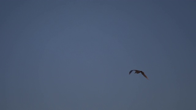 海鸥飞过晴朗的天空视频素材