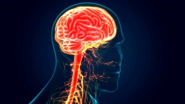 人体中枢神经系统与大脑解剖学视频素材