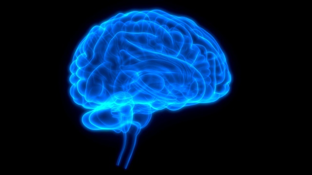 人体中枢神经系统与大脑解剖学视频素材