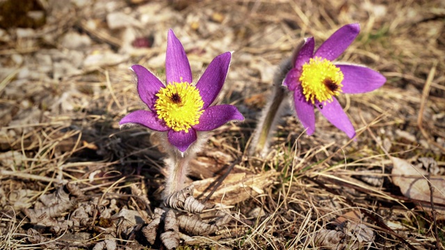 在阳光的照耀下，两朵紫色白头草花——大白头草——生长在干燥的草地上——静态拍摄，只有虫子在后面的植物花瓣上移动视频素材