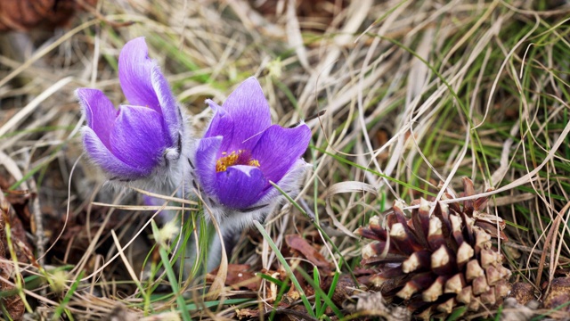 近距离特写-紫色/紫色的白头翁花(白头翁)在干燥的森林草，附近的针叶树，小昆虫移出焦点植物叶片视频素材