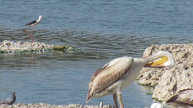 白天在湖中的水鸟群或水鸟队或水鸟筏。视频素材
