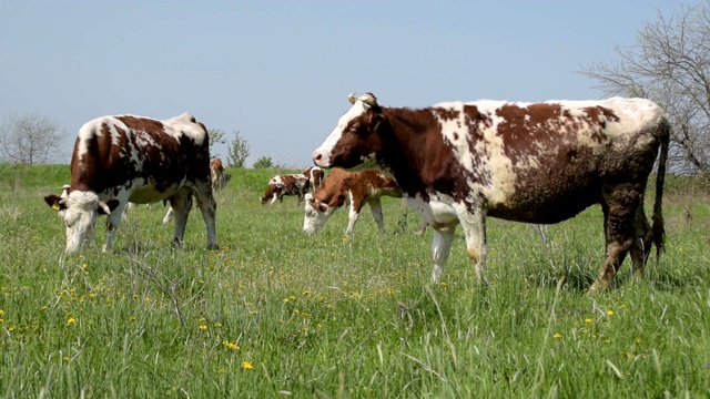 一群在绿色草地上吃草的牛视频素材