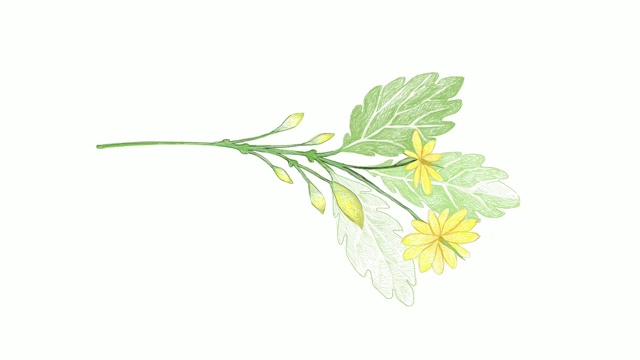 手绘的黄色白屈菜花视频剪辑视频下载