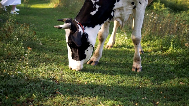 黑白斑点的牛吃草。背景是一对年轻夫妇。视频下载