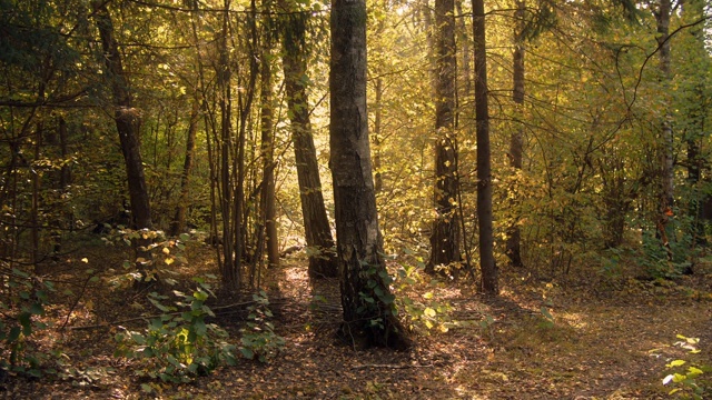 秋天的阳光在秋天的森林里。视频素材