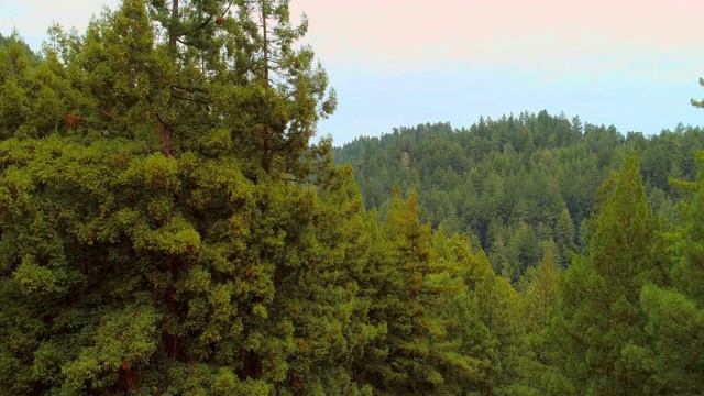 美国西海岸加利福尼亚北部的红杉林视频下载