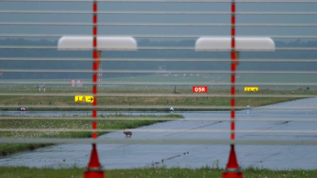 野兔在杜塞尔多夫机场跑道上视频下载