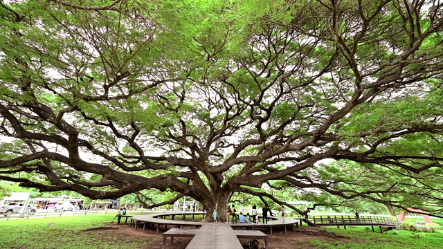 游客参观萨曼萨曼或雨树最大的树视频素材