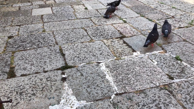 几只鸽子在街上觅食视频素材