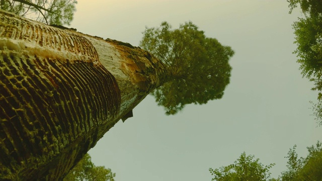 天然树脂从松树的树干中收集在一个容器中。视频下载