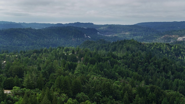 加州圣克鲁斯北部的茂密森林-无人机拍摄视频素材