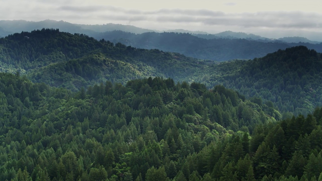 加州圣克鲁斯北部森林-无人机拍摄视频素材