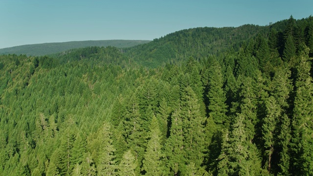 无人机飞越北加州西斯基尤山脉的树梢视频下载