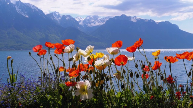 在瑞士的阿尔卑斯山脉和日内瓦湖上，五颜六色的罂粟花。路堤在蒙特勒视频下载