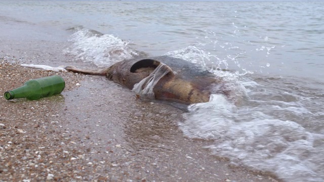 海岸上死去的小海豚。地球野生动物，环境污染，生态灾难。死去的动物视频素材