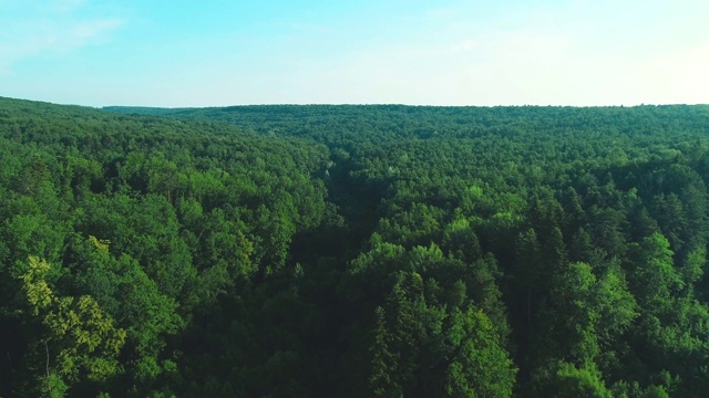 4K鸟瞰图沿着绿色的森林向前移动，树木浓密。神奇的自然背景。4 k。视频下载
