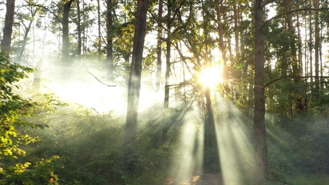 清晨，一架无人机飞过一片模糊的夏日森林。阳光穿过浓雾。视频下载