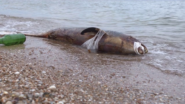 死海豚在受污染的水域。海洋污染有毒塑料垃圾视频素材