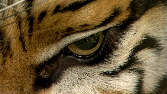 老虎的眼睛扩张，然后眨眼。视频下载
