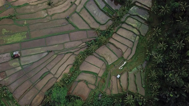 印尼巴厘岛棕榈树丛林，农民在传统梯田上收割水稻的鸟瞰图视频素材