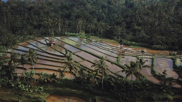 印尼巴厘岛棕榈树丛林，农民在传统梯田上收割水稻的鸟瞰图视频素材