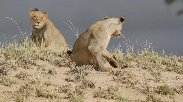 南非喀拉哈里沙漠沙丘上的一对非洲狮视频素材