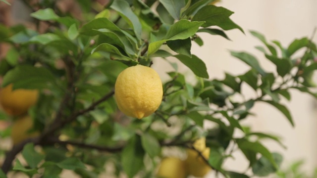 院子里长了一棵柠檬树。收获成熟的黄色柠檬。视频素材
