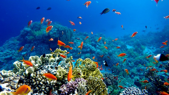 海洋中的生命。热带鱼和珊瑚礁。视频素材