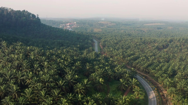 油棕种植园和蜿蜒的道路在Pagoh, Muar视频素材