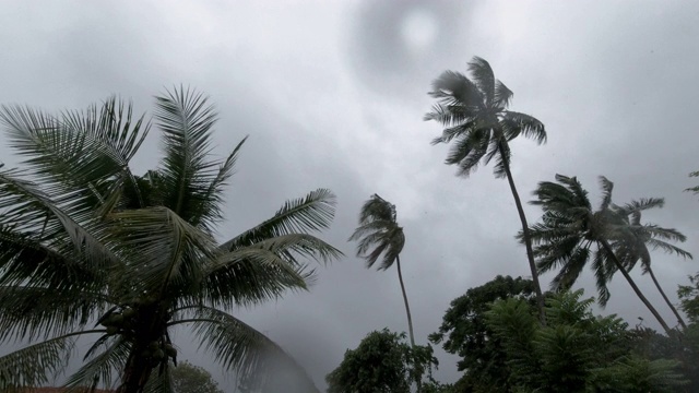 热带树顶在极端天气下会弯曲，强风会导致季风视频素材