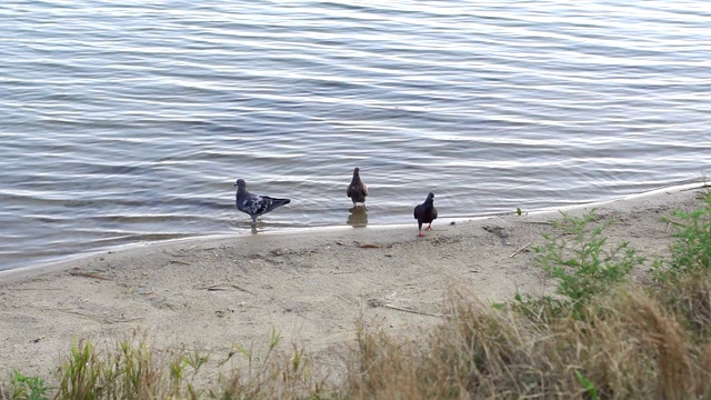 一群鸽子在河边啄食面包。视频素材