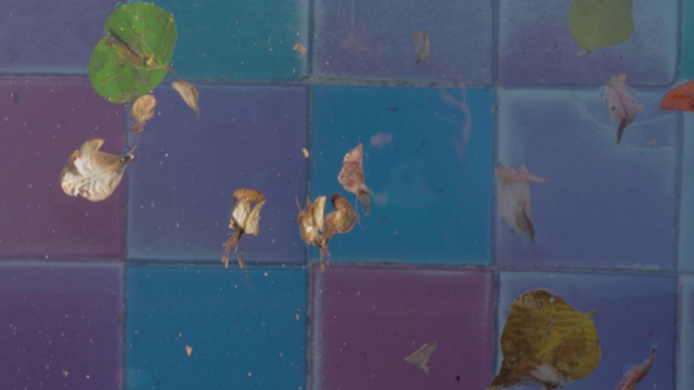 干燥的叶子在水和瓷砖底部。里斯本火山喷泉视频下载