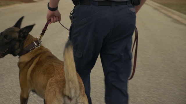 警察带着K9警犬散步视频下载