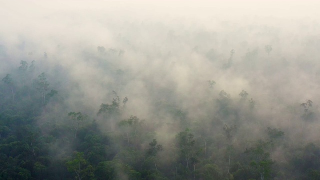 在婆罗洲加里曼丹日出与浓烟覆盖雨林视频素材
