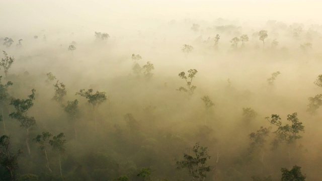 在婆罗洲加里曼丹日出与浓烟覆盖雨林视频下载