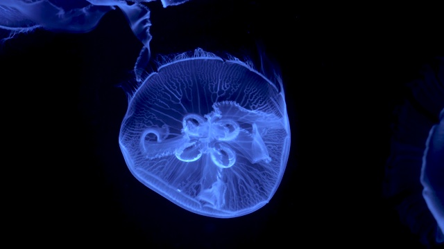 背景为黑色的发光水母视频素材
