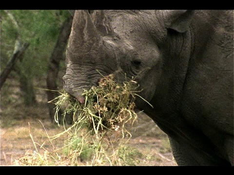 犀牛在咀嚼干草。视频下载